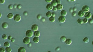 Chlorella