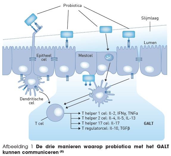 Probiotica interactie