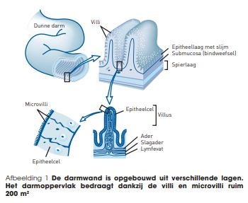 diagram darmepitheel