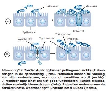 diagram darmepitheel