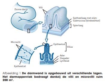 diagram darmwerking 