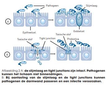 diagram darmwerking