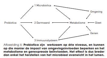 diagram darmwerking