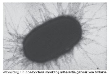 afbeelding e-coli-bacterie
